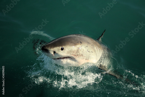 Great White Shark