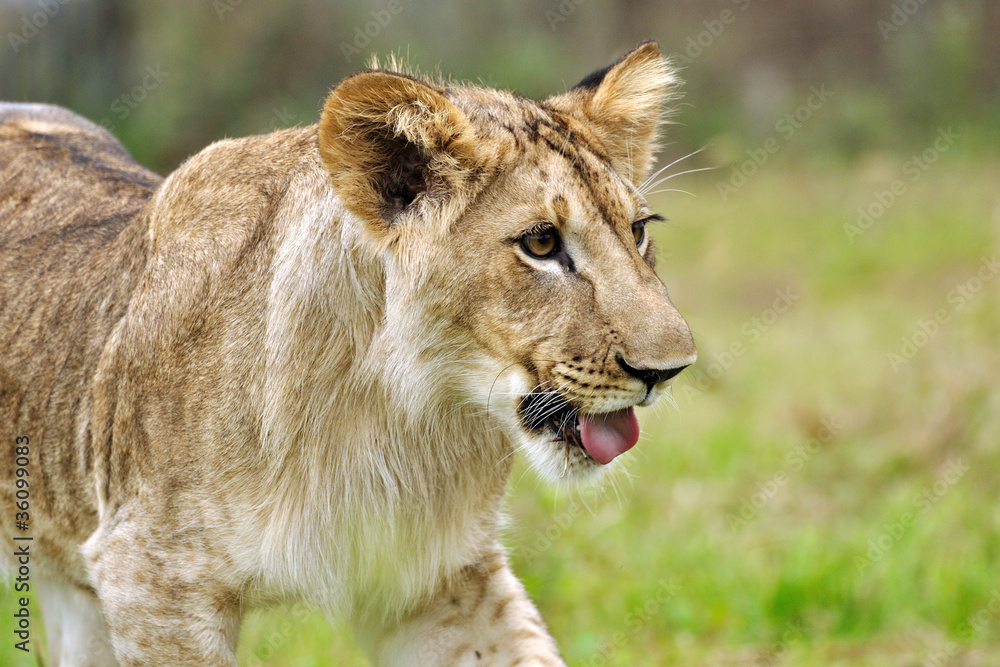 Naklejka premium Lion cub with open mouth on grass