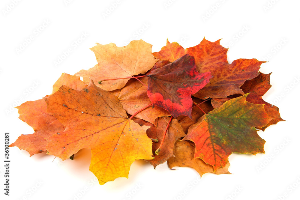 gelb-braunes Ahornblatt im Herbst freigestellt gelb-braunes Ahornblatt im Herbst freigestellt