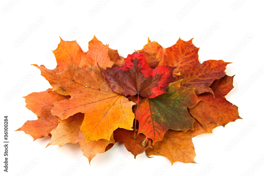 gelb-braunes Ahornblatt im Herbst freigestellt gelb-braunes Ahornblatt im Herbst freigestellt
