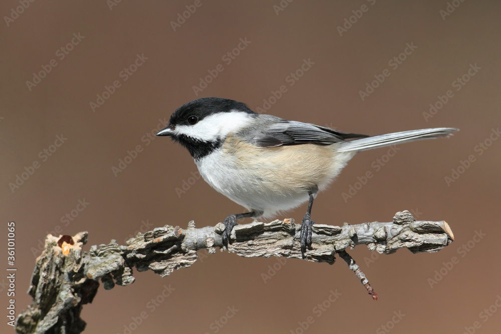 Fototapeta premium Chickadee on a Branch