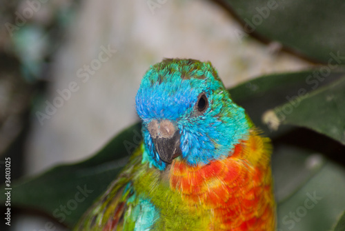 pappagallo colorato photo