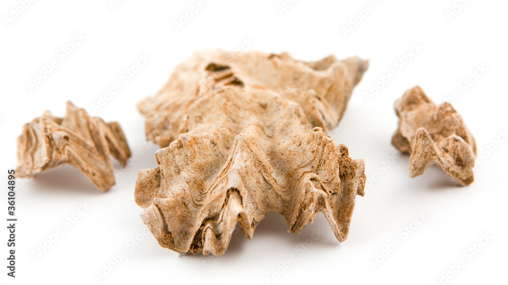 Fossils. Bivalve mollusc shells of the Jurassic period Fossils. Bivalve mollusc shells of the Jurassic period