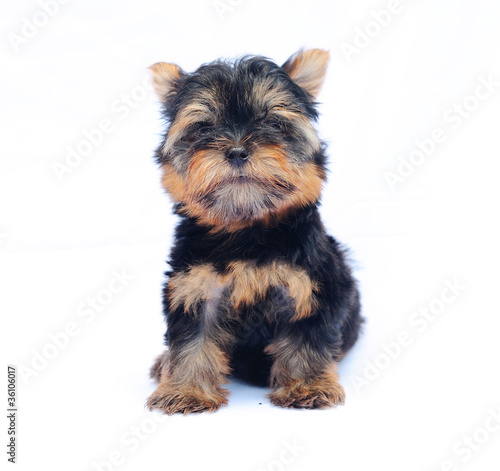 Yorkshire Terrier  2 months  in front of a white background