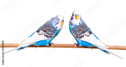 budgerigar on white background