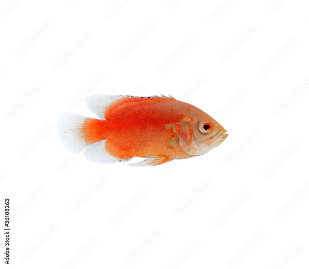 Fish isolated on white background Fish isolated on white background