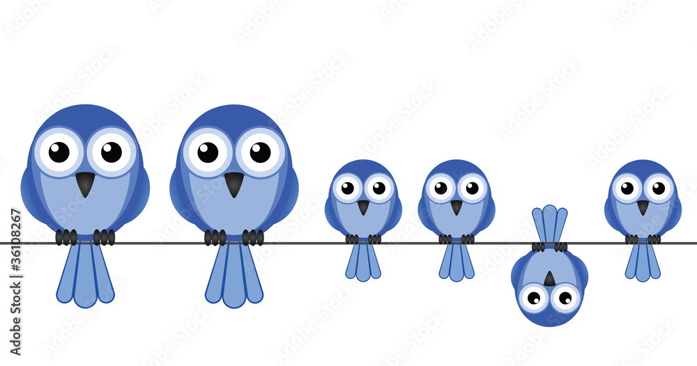 Large bird family isolated on white background Large bird family isolated on white background