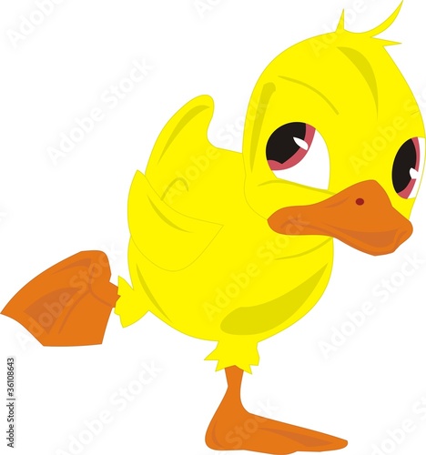 Valokuva duck