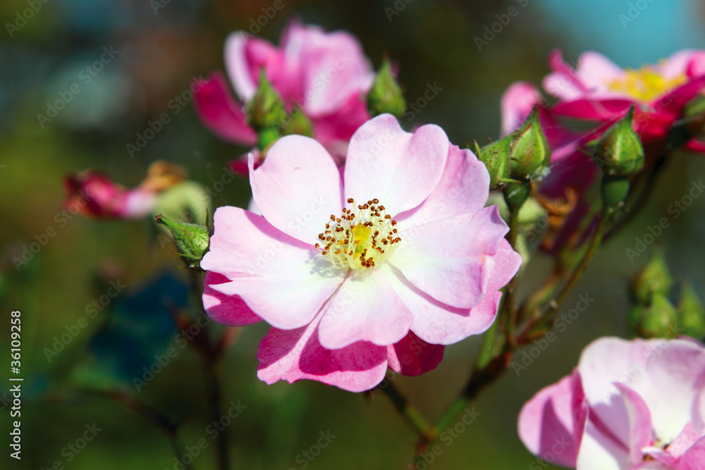 dog-rose flower
