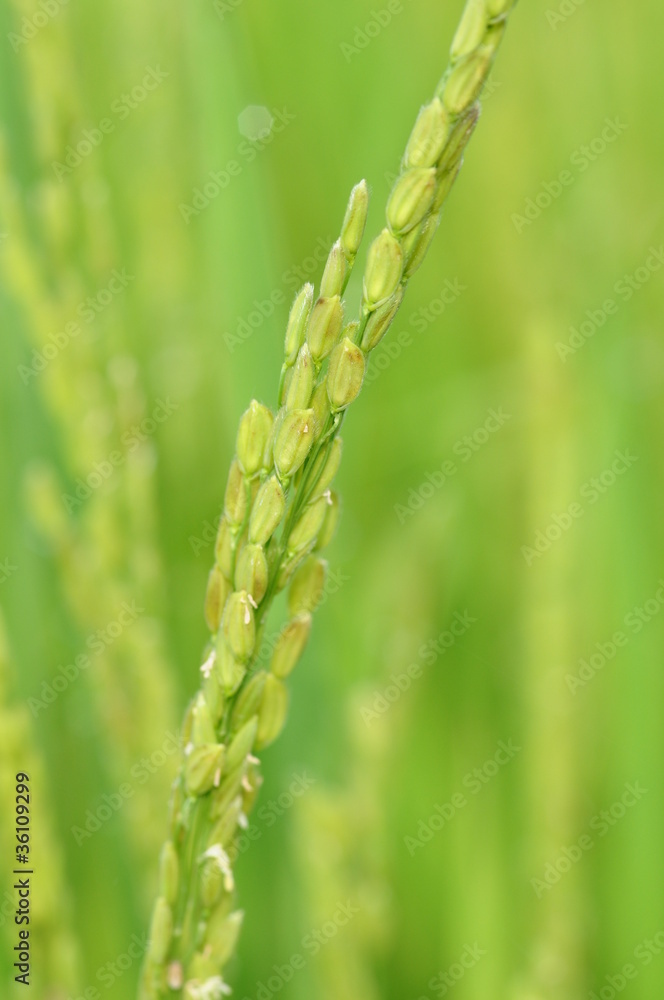稲作