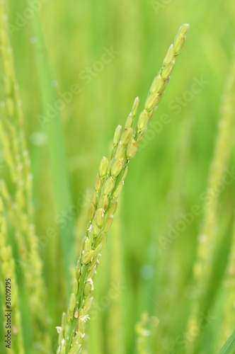 稲作