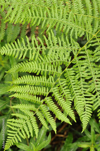 fern leaves #2, ardennes