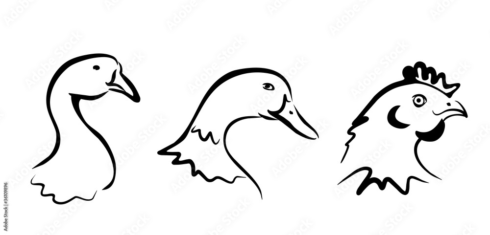 farm birds collection of symbols farm birds collection of symbols