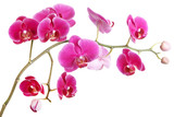 The branch of orchids on a white background