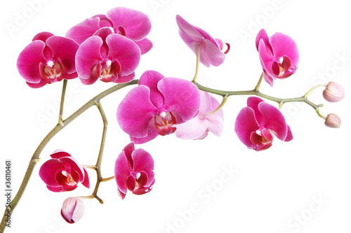 The branch of orchids on a white background © Galina Mikhalishina