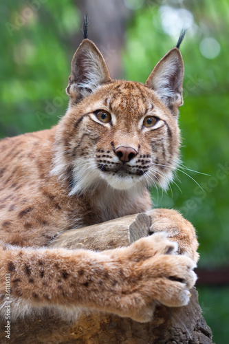 lynx against wildness area