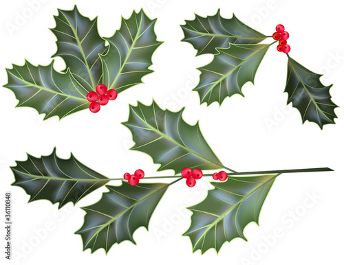 Vector holly leaves and berries
