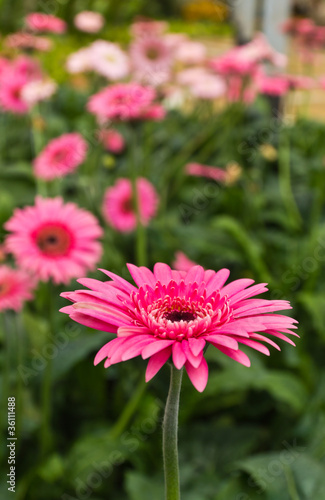 Gerbera flower