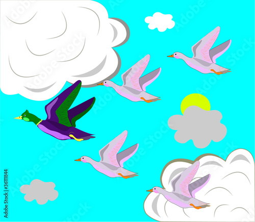 Ducks fly on the south.
