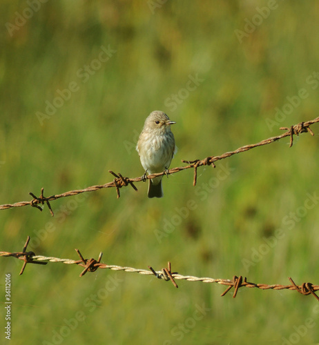 fly eater perched on barbed wire