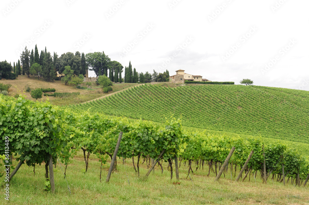 VIneyards of Chianti (Tuscany)