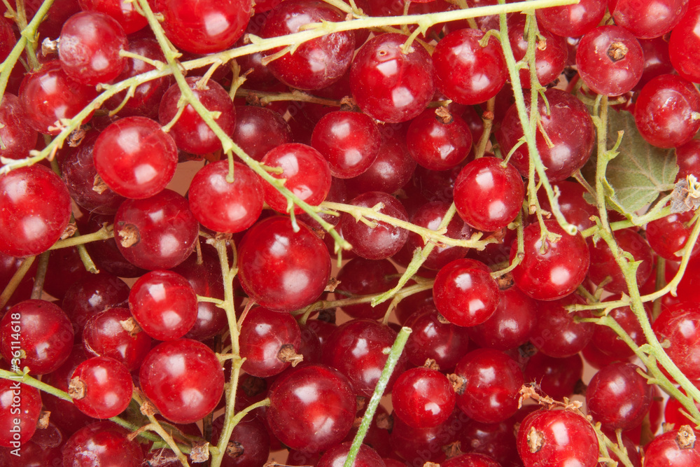 redcurrant redcurrant