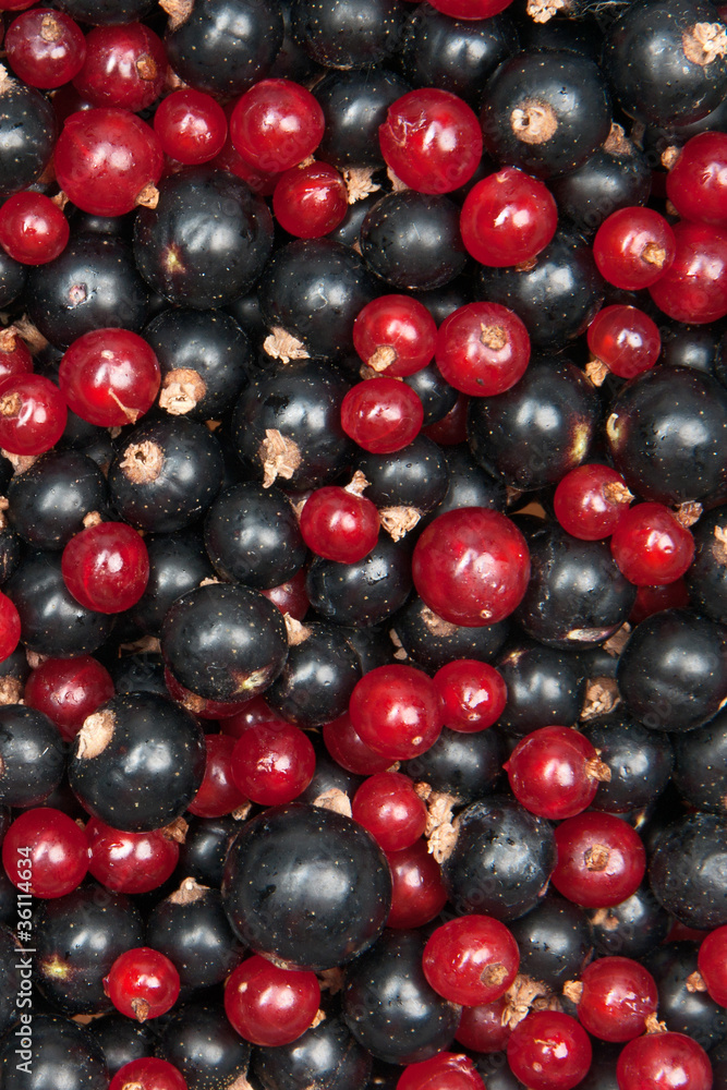 redcurrant and blackcurrant redcurrant and blackcurrant