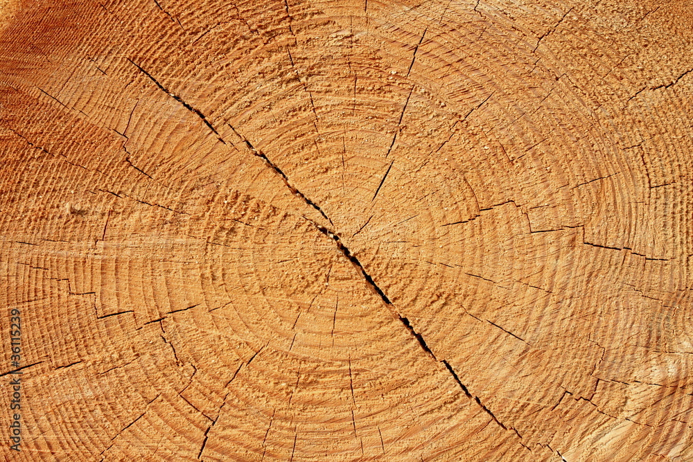 Naklejka premium texture of wood