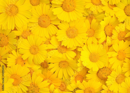 Carpet of yellow chrysanthemums