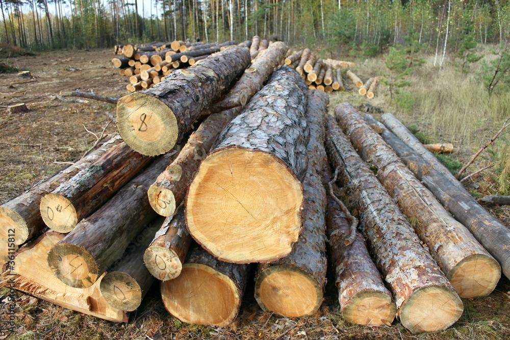 Pine logs Pine logs