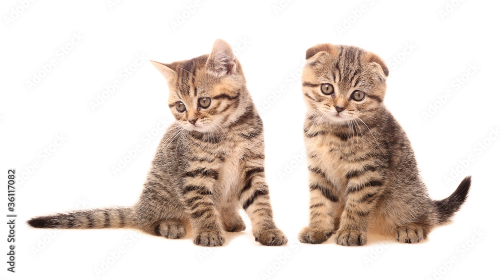 Two cute scottish kittens