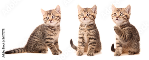 Scottish kitten in various poses