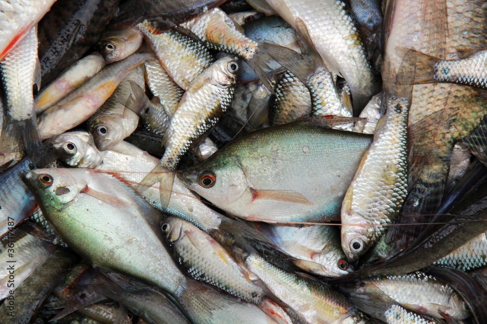 various kind of fresh fishes various kind of fresh fishes