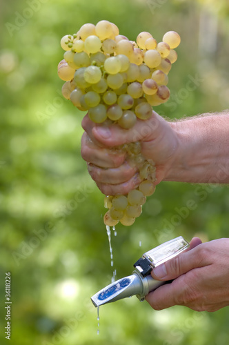 Checking The Sugar Contest Of Grape photo