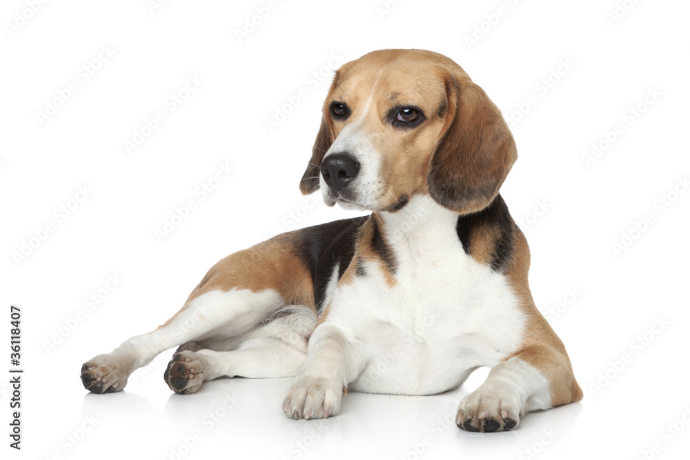 Beagle dog in studio on a white background