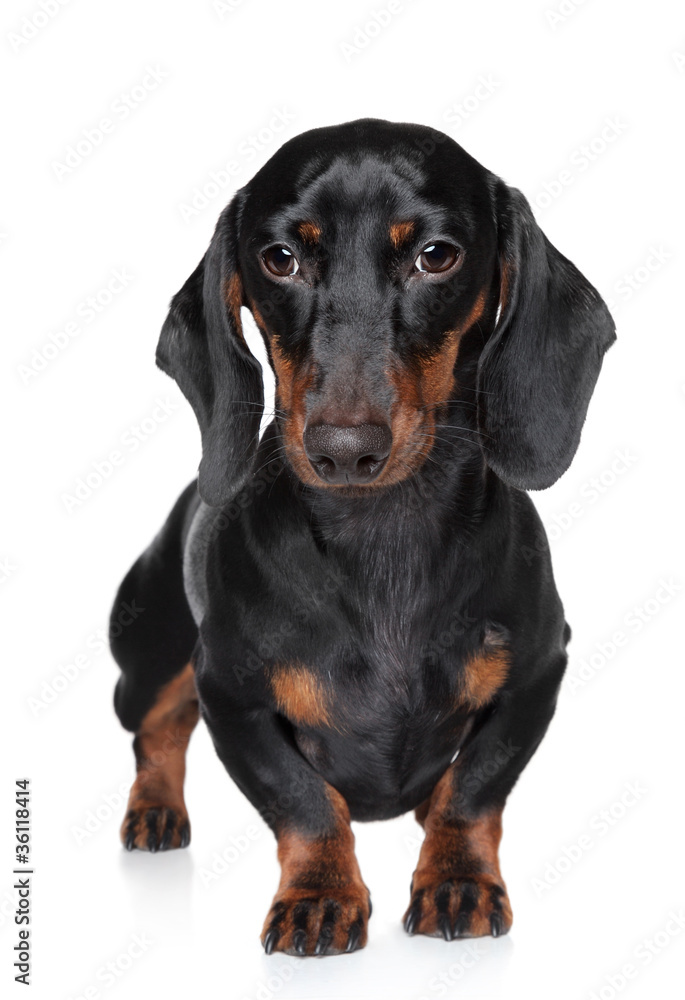 Miniature dachshund close-up portrait