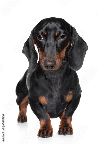 Miniature dachshund close-up portrait © jagodka