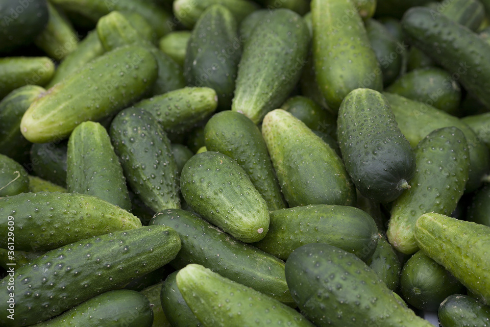 fresh cucumbers fresh cucumbers