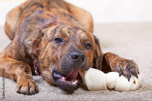 Brindled hound with a rawhide bone