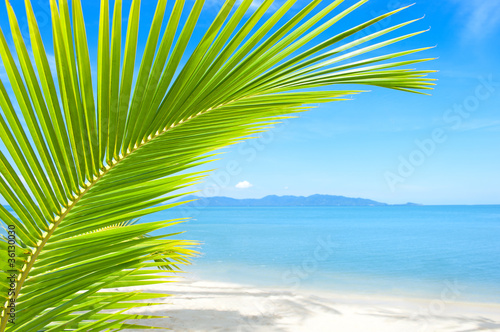 Fototapeta Naklejka Na Ścianę i Meble -  Beautiful tropical beach with palm tree and sand