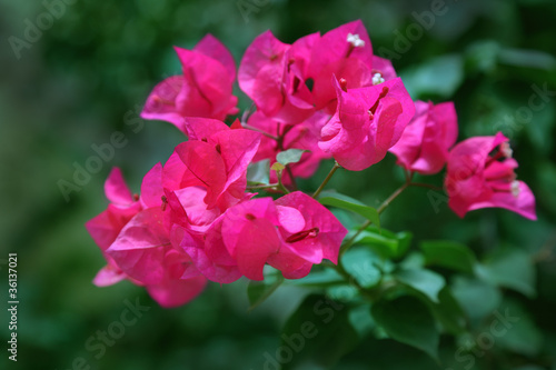 Bougainvillea flowers