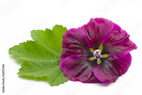 Fototapeta Naklejka Na Ścianę i Meble -  Lila Malve auf weißem Hintergrund