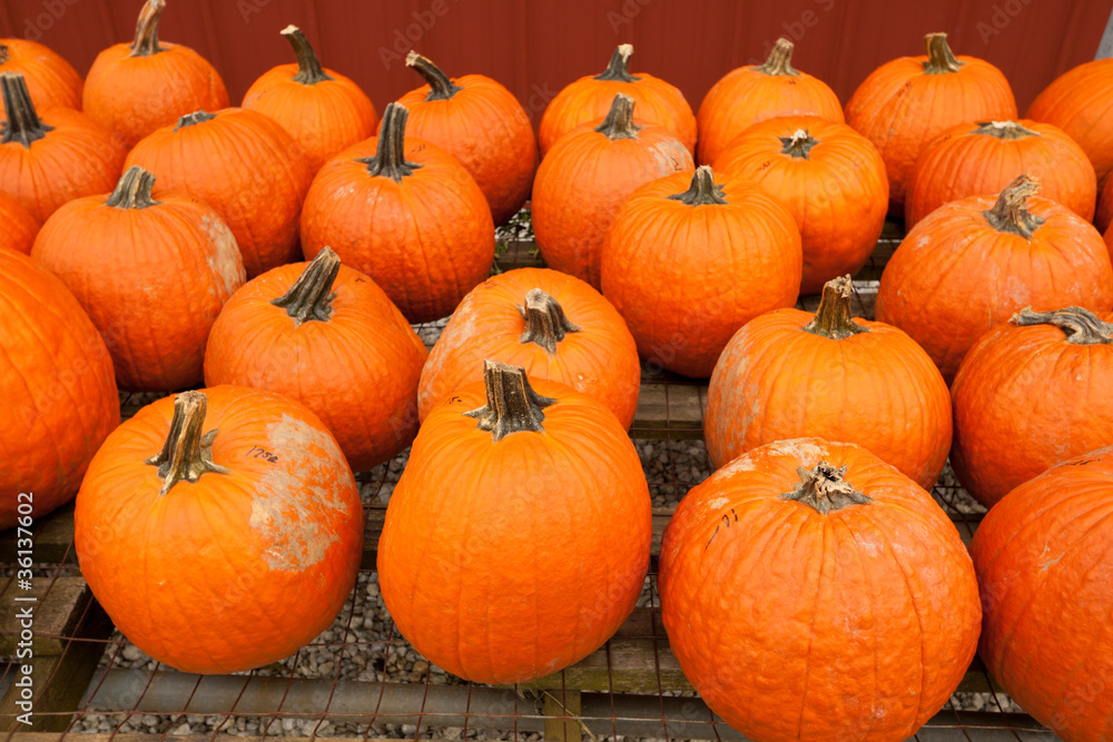 Pumpkins at the farmer market. Pumpkins at the farmer market.
