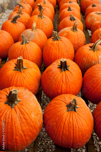 Pumpkins at the farmer market.