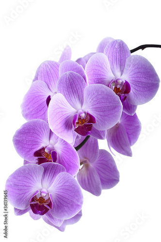 Beautiful purple orchid