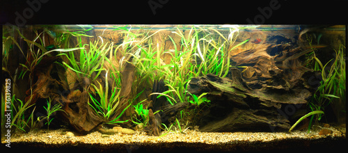 Zoo display, reptile (frog) terrarium with colorful plants, tree log, close-u...