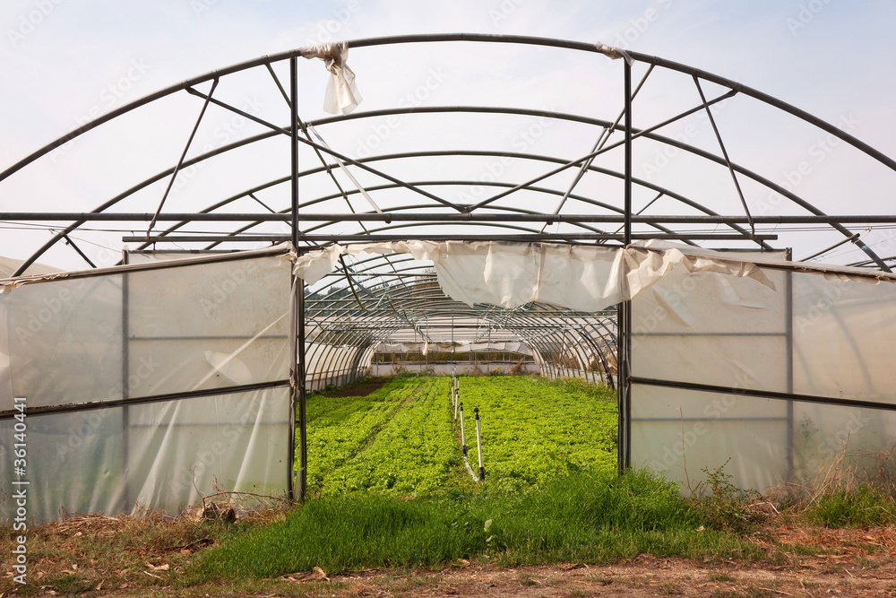 No roof Greenhouse