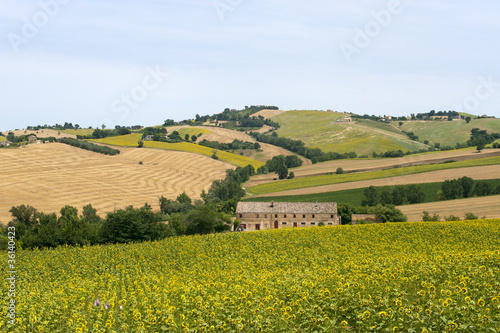 Marches (Italy) - Landscape at summer with sunflowers, farm