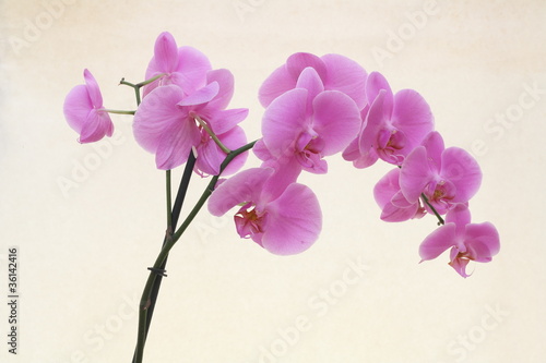 Orchideen