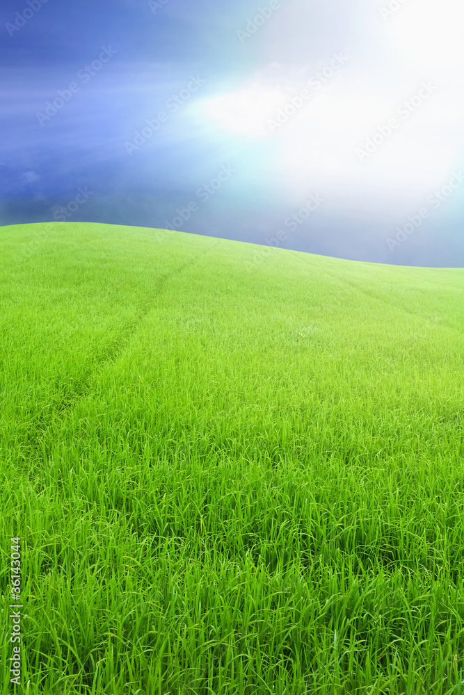 Green rice farm and blue sky